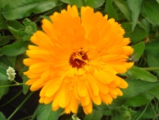 Naturheilpraxis-Nerz - Calendula