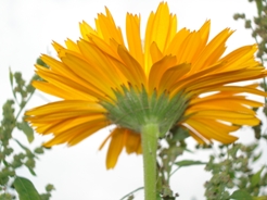 Heilpraktiker Olching Nerz - Calendula